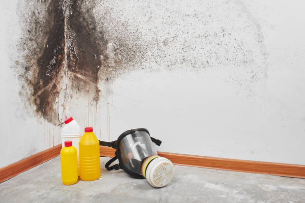 Best Residential Mold Removal  in Hudson Oaks, TX