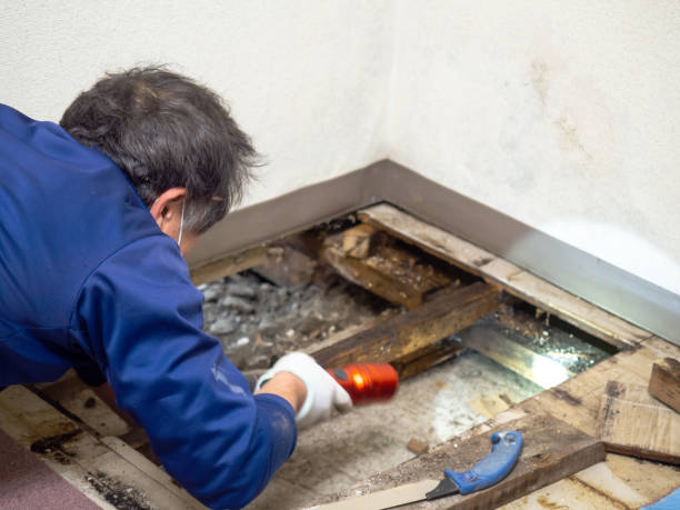 Best Mold Testing  in Hudson Oaks, TX