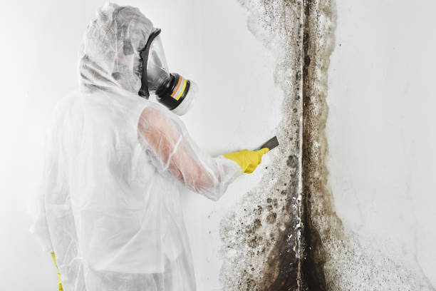Best Black Mold Removal  in Hudson Oaks, TX
