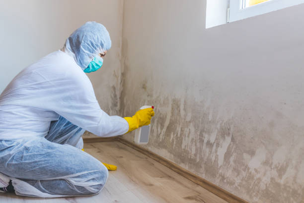 Mold Removal Process in Hudson Oaks, TX