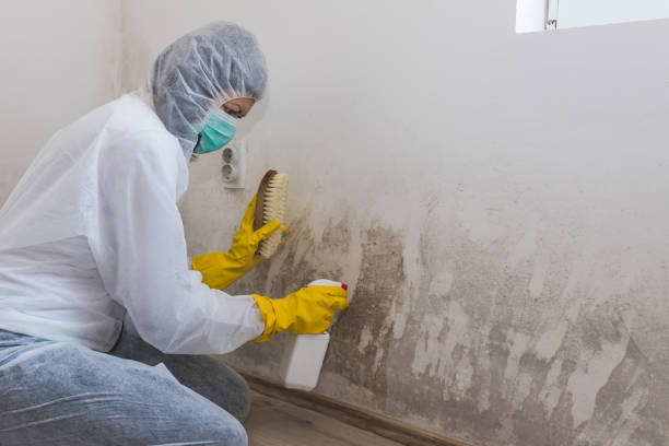 Trusted Hudson Oaks, TX Mold Removal Experts