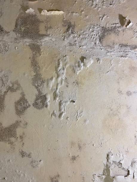 Best Residential Mold Removal  in Hudson Oaks, TX