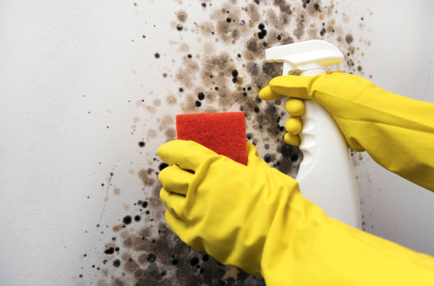 Best Crawl Space Mold Removal  in Hudson Oaks, TX