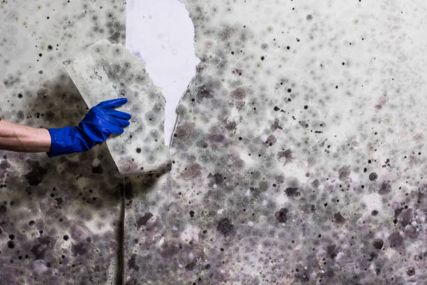 Best Affordable Mold Removal  in Hudson Oaks, TX