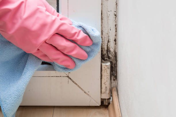 Best Commercial Mold Removal  in Hudson Oaks, TX