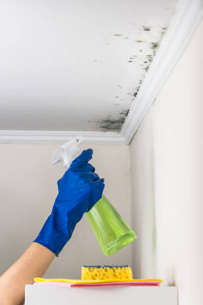 Best Black Mold Removal  in Hudson Oaks, TX