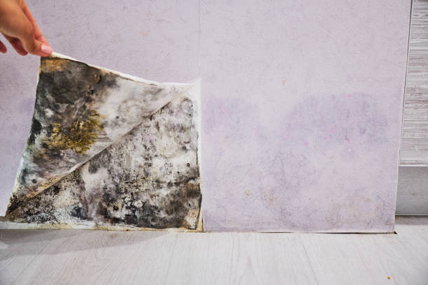 Best Attic Mold Removal  in Hudson Oaks, TX